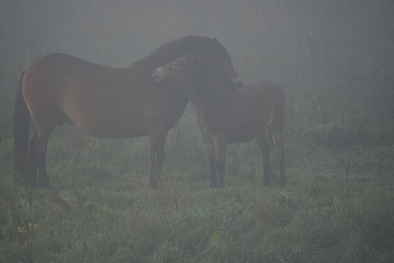 Weert Foto 7.jpg - Herten